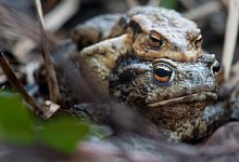 Zwei Kr&ouml;ten auf der Laichwanderung - Foto: Klaus-Dietmar Gabbert/dpa-tmn
