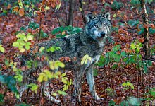 Tierpark Olderdissen - Andreas Zobe