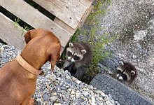 Gef&auml;hrliche Gesellen: Die beiden jungen Waschb&auml;ren richten sich auf, nachdem der Dackel sie beim Schlafen gest&ouml;rt hat. So erscheinen sie gr&ouml;&szlig;er und kr&auml;ftiger. Doch Z&auml;hne und Krallen sind nicht so sehr das Problem. Viele der urspr&uuml;nglich aus Nordamerika stammenden Kleinb&auml;ren tragen tats&auml;chlich aber eine gro&szlig;e Gefahr in sich. - Jobst L&uuml;deking