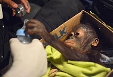 Orang-Utan-Baby - Foto: BOS Foundation /dpa