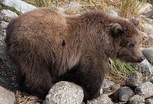 «Fat Bear»-Wahl - Jimenez/Carmack/National Park Service/dpa