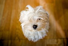 Lieblingshunde: Mischling vorn, Bolonka Zwetna im Osten stark - Foto: Arno Burgi/dpa-Zentralbild/dpa-tmn