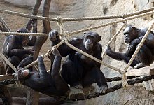 Schimpansen im Zoo von Osnabr&uuml;ck - picture alliance / dpa