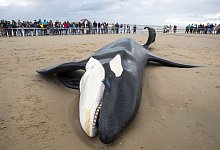 Gestrandeter Orca in Belgien - Nicolas Maeterlinck/Belga/dpa