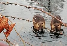 Nutrias in H&ouml;rste - Axel B&uuml;rger
