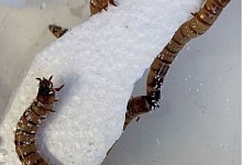 Larven der Spezies Zophobas oder &laquo;Superw&uuml;rmer&raquo;. Die Larven der in Mittel- und S&uuml;damerika heimischen K&auml;ferart k&ouml;nnen mit Kunststoff als einziger Nahrungsquelle &uuml;berleben und durch das Fressen von Polystyrol sogar an Gewicht gewinnen. - University of Queenslad/dpa