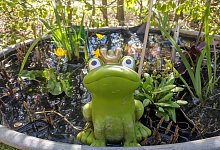 Froschk&ouml;nig - Mario Hecker