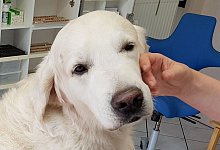 Hom&ouml;opathie bei Tieren - Beschluss zu Tierheilpraktikern erwartet - Carolin Eckenfels/dpa