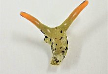 &laquo;Elysia cf. marginata&raquo; - Foto: Sayaka Mitoh/-/dpa