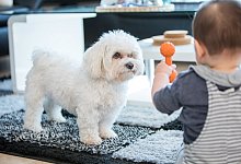 Den Hund in Ruhe lassen - Foto: Christin Klose/dpa-tmn