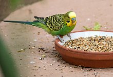 Vogelfutter - Foto: Andrea Warnecke/dpa-tmn