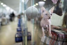 Tierheim Berlin - Sebastian Christoph Gollnow/dpa