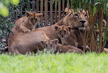 L&ouml;wenbabys im K&ouml;lner Zoo - Rolf Vennenbernd/dpa