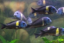 Aquarium naturnah gestalten - Foto: dpa