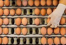 Eier - Foto: picture alliance / Julian Stratenschulte/dpa/Symbolfoto