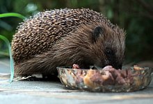 Igel mit Futterschale - Foto: Peter Steffen/dpa/dpa-tmn