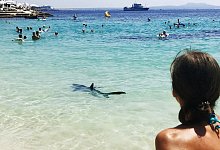 Hai-Alarm auf Mallorca - Foto: Angela & Tim Prottey-Jones/dpa