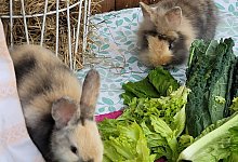 20250417_112926 - 1 - Tierheim Vlotho