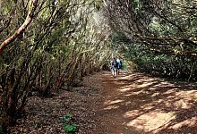 Anaga-Gebirge Lorbeerwald Teneriffa - Roswitha Bruder-Pasewald/dpa-tmn