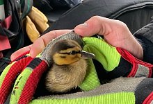 K&uuml;ken - Feuerwehr Bad Salzuflen