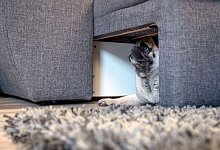 Souver&auml;n an Silvester - Christin Klose/dpa-tmn