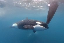 Orcas greifen auch Ocean Race Boot an - -/The Ocean Race via AP/dpa