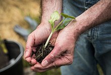 Ein Mann hält einen Setzling in den Händen - Christin Klose/dpa-tmn