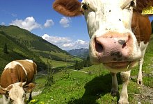 K&uuml;he auf einer Alm in Tirol - Foto: picture alliance / Stephan Jansen/dpa