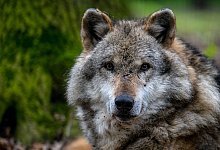 Streit um Wölfe - dpa