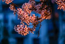 Kirschbl&uuml;tenallee in Bonn - Thomas Banneyer/dpa
