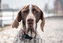 Hund - Foto: Frank Rumpenhorst