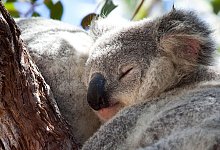 Koala - Foto: Daniel Naupold/dpa