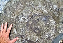 Ammoniten-Fund - LWL/Schl&ouml;sser