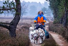 G&auml;stefahrten mit Hundeschlitten - Jens B&uuml;ttner/dpa