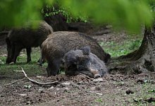 Schweinepest - Simone Fl&ouml;rke