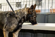 Corona-Sp&uuml;rhund - Foto: Michael Matthey/dpa