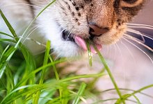 Katzengras - Foto: Franziska Gabbert/dpa-tmn