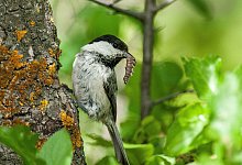 Weidenmeise - Romain Lorilliere/dpa