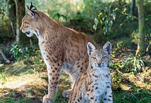 Nachwuchs bei Familie Luchs - Foto: Patrick Pleul/dpa
