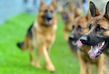 Sch&auml;ferhunde - Foto: Stefan Puchner