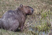 Capybara - picture alliance / dpa