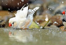 Finken in einem Vogelbad - Foto: picture alliance / dpa