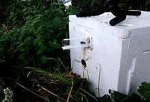 Hummel und asiatische Hornisse - Thomas O\'Shea-Wheller/dpa