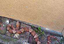 Nordamerikanischer Kupferkopf - Feuerwehr Bremerhaven/dpa