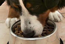 Hundefutter - Foto: Peer Grimm/dpa