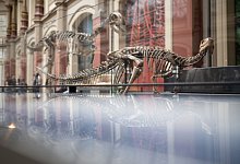 Dysalotosaurus lettowvorbecki - Sebastian Gollnow/dpa