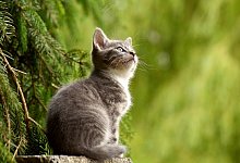 Katze - Symbolbild: Pixabay