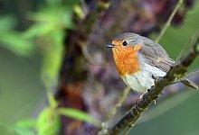 Rotkehlchen - Foto: Federico Gambarini