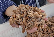 Nordseekrabben - Christian Hager/dpa