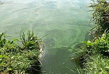 Blaualgen breiten sich in einem Gew&auml;sser aus - Birgit Reichert/dpa/Symbolbild